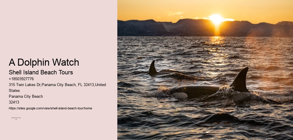 PCB Dolphin Spotting Cruises
