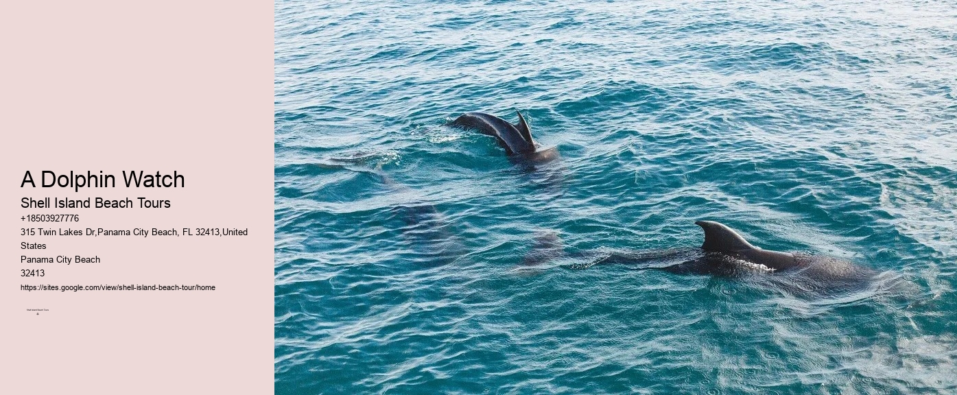 Shell Island Trips & Dolphin Tours