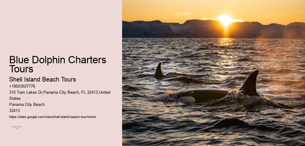 Why Do Dolphins Like Humans