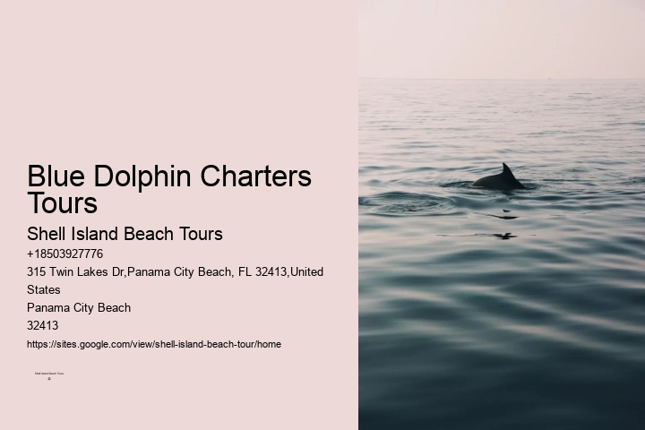 Best Places To See Wild Dolphins