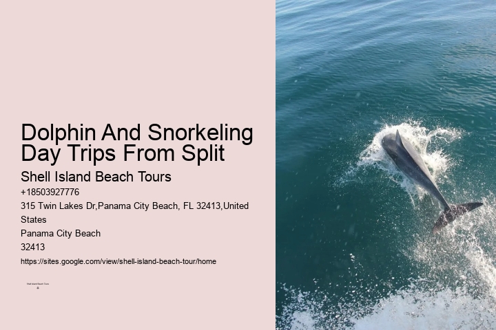 Dolphins And Their Dirty Secrets