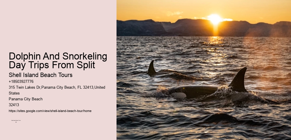 Custom Dolphin Spotting with Snorkeling