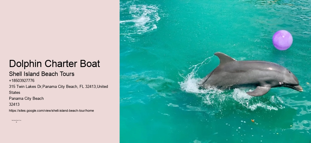 2Hrs Shared Charter Dolphin & Snorkeling Tour