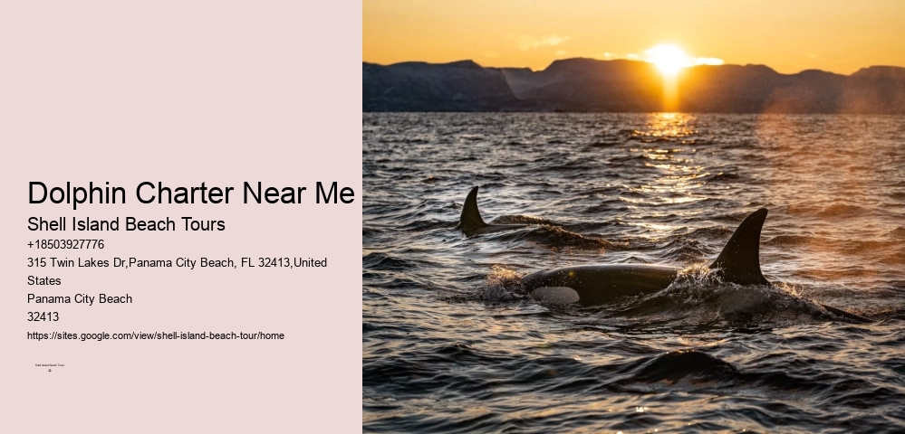 Dolphin Watching And Snorkeling Adventures In Split
