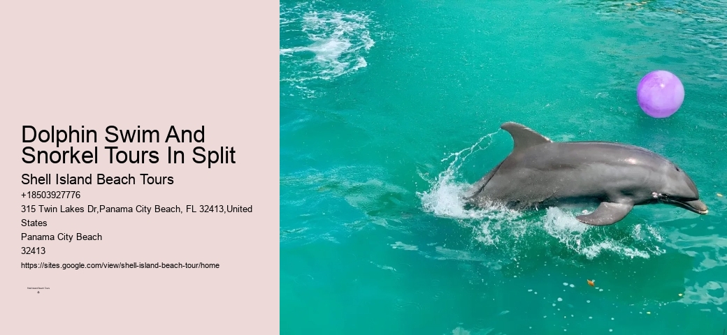 Custom Dolphin Spotting and Snorkeling