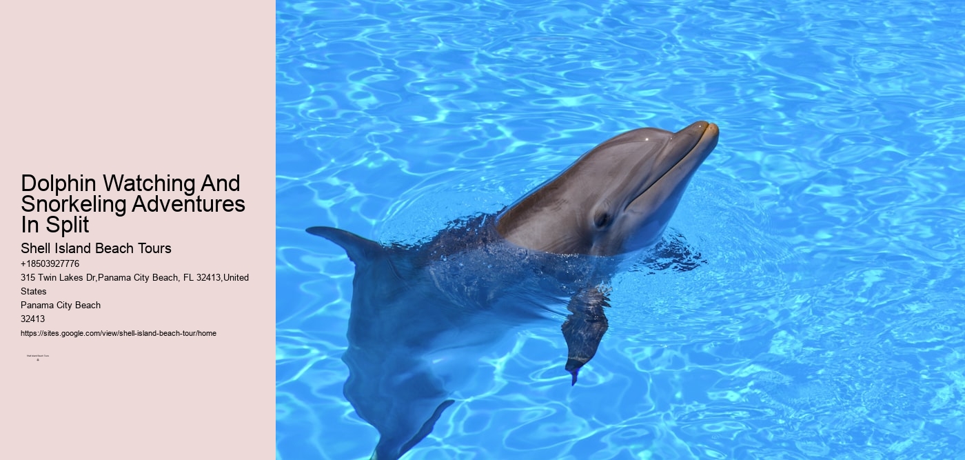 Dolphin Watching And Snorkeling Adventures In Split
