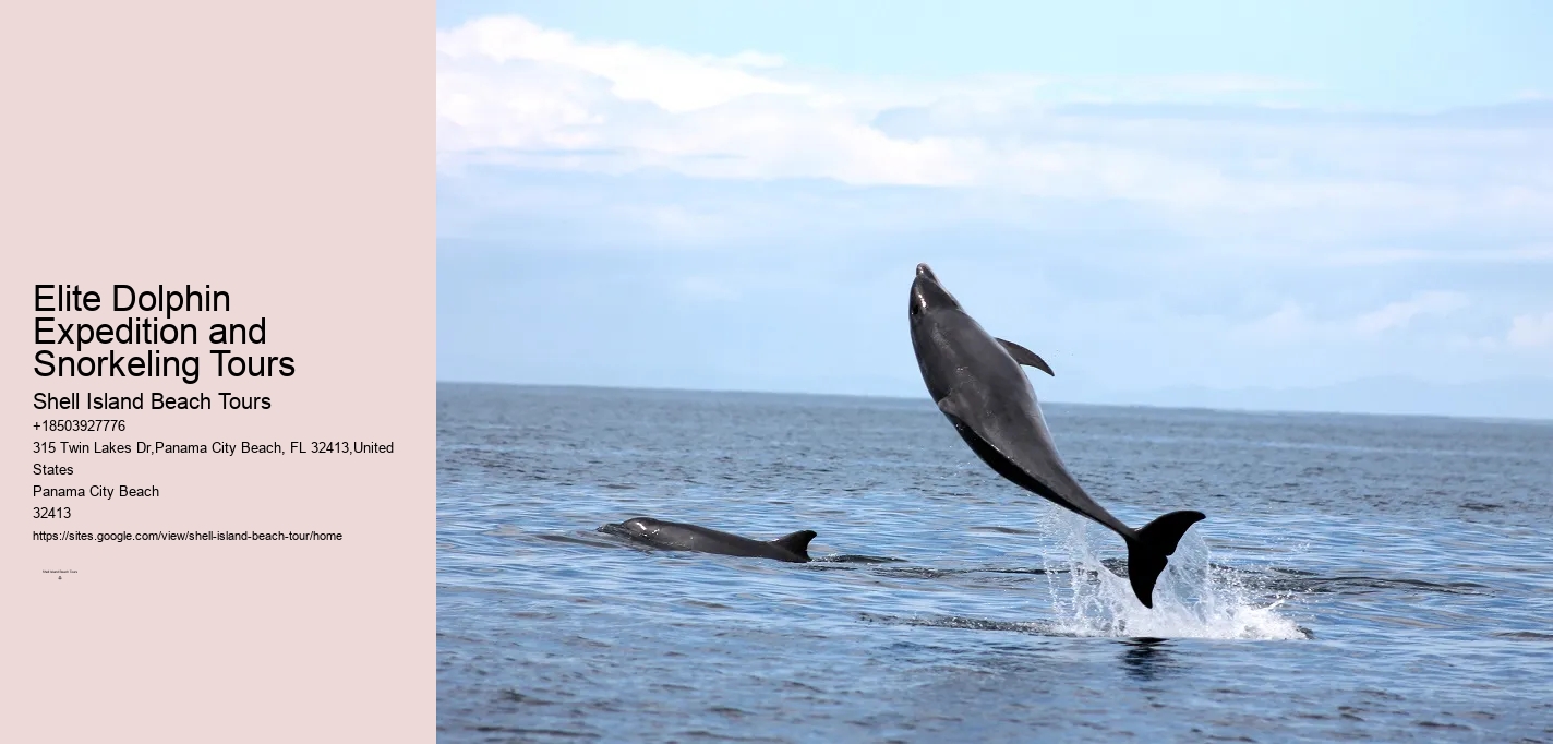 Panama City Beach Dolphin Tours Prices