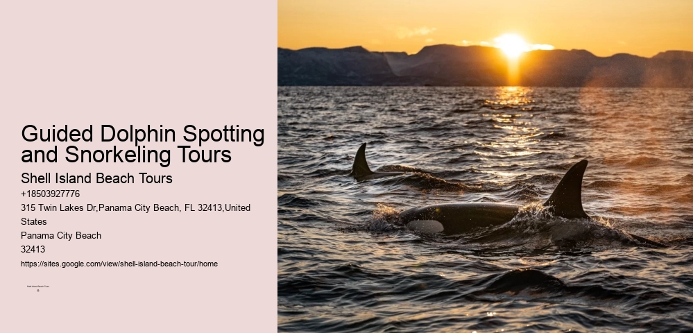 Dolphin Encounter And Snorkeling Expeditions In Split