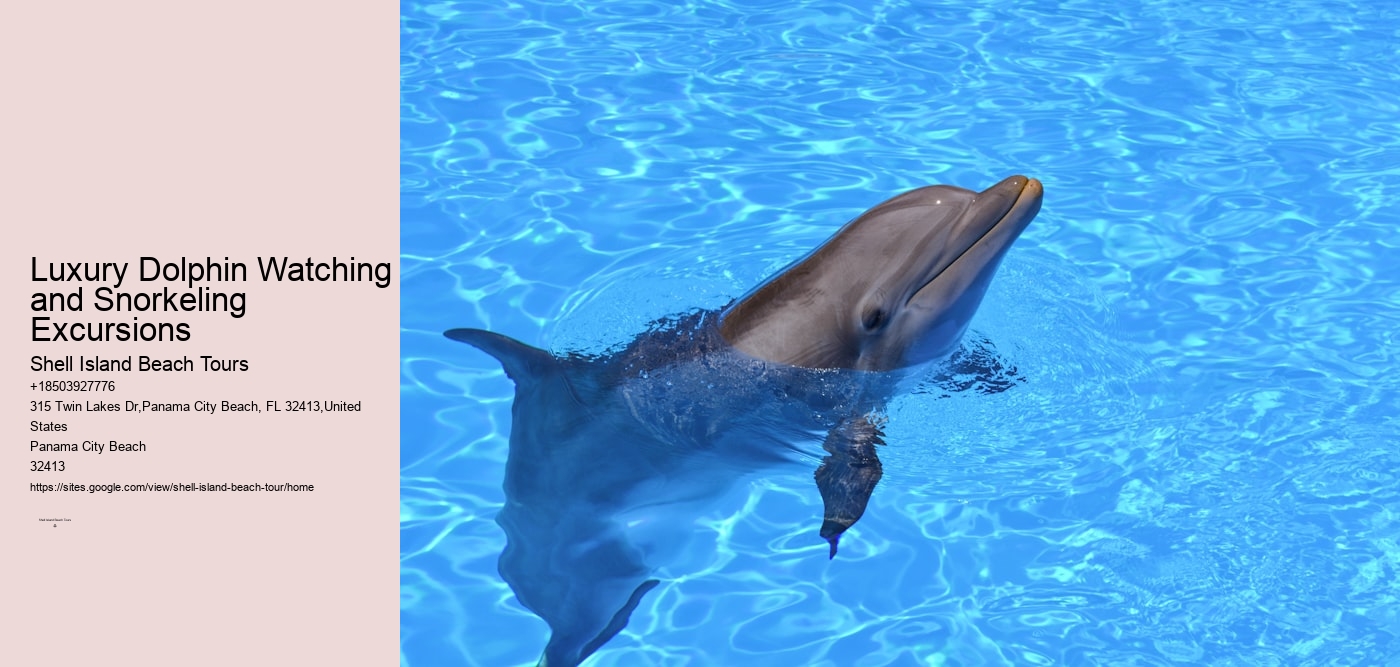 Luxury Dolphin Watching and Snorkeling Excursions