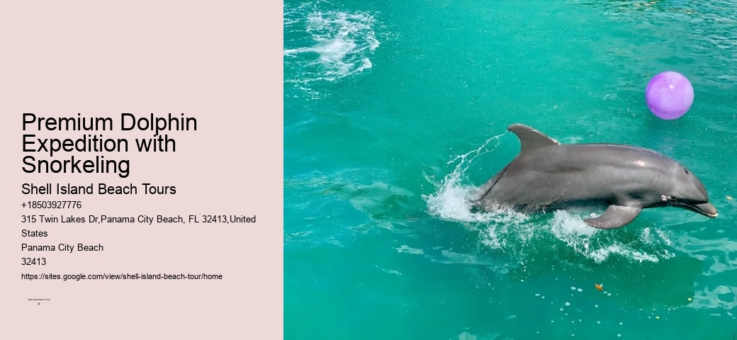 Dolphin Excursion