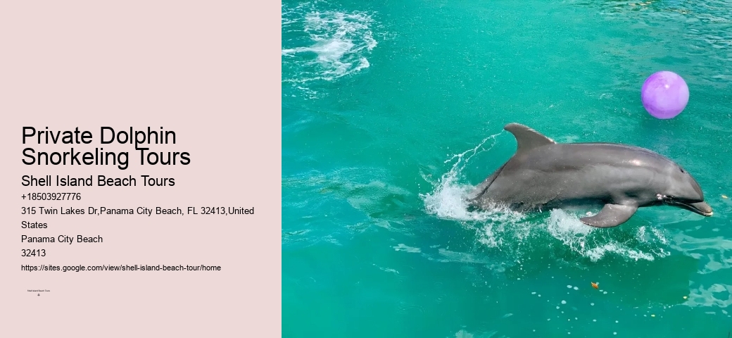 Guided Dolphin Expedition and Snorkeling Tours