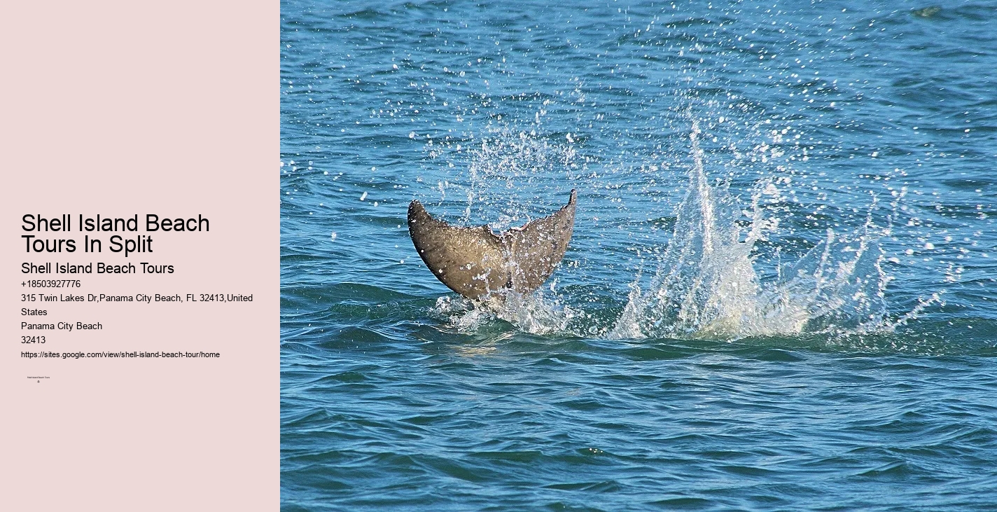 Split Adrenaline-pumping Dolphin And Snorkeling Adventures
