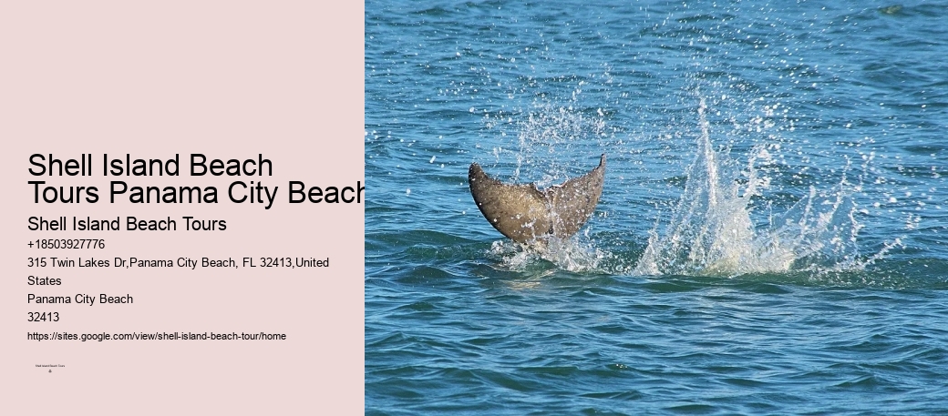 What Are The Risks Of Hugging Dolphins In The Wild
