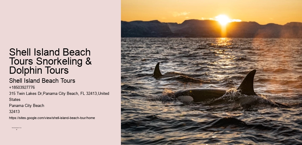 Panama City Beach dolphin exploration voyages