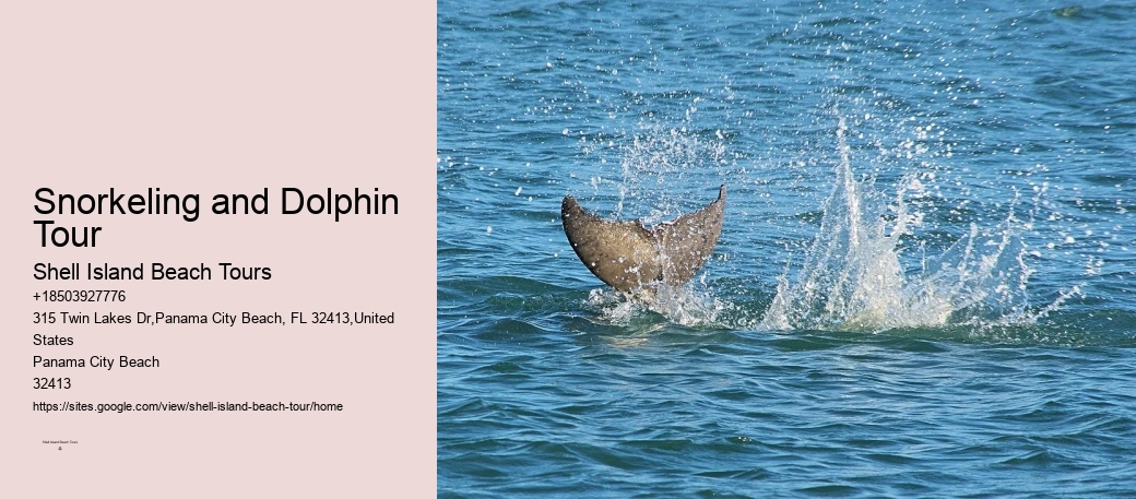 Do You Need To Know How To Swim To Swim With Wild Dolphins