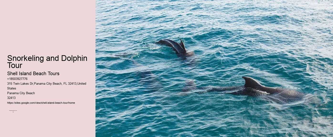 What Is The Most Friendly Dolphin In The World