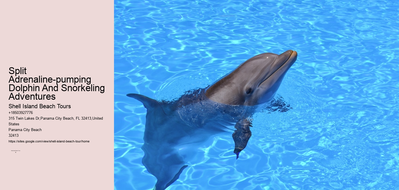 Split Adrenaline-pumping Dolphin And Snorkeling Adventures