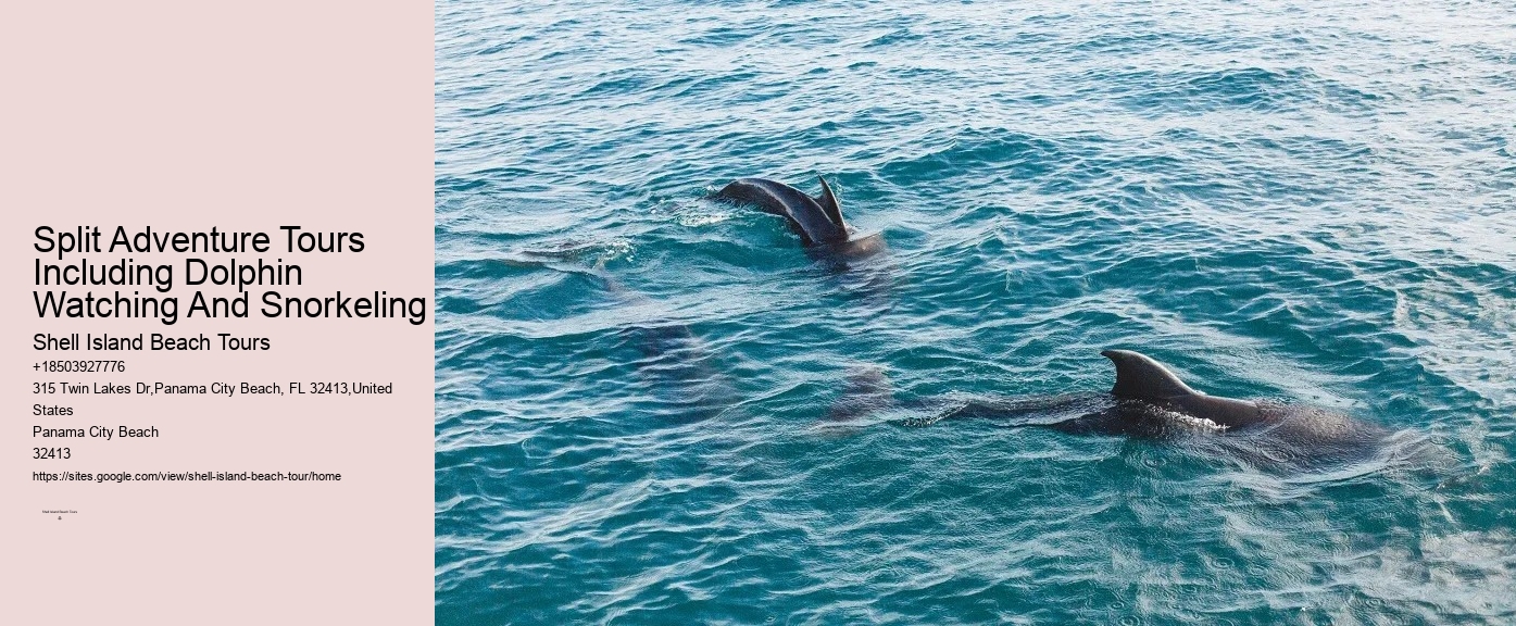 Split Charter Dolphin Snorkeling