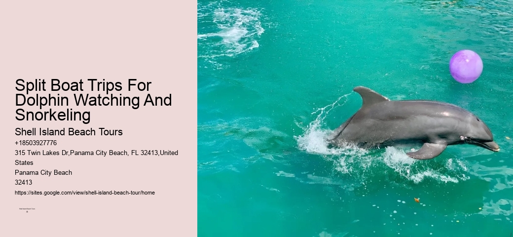 Split Small-group Dolphin And Snorkel Excursions