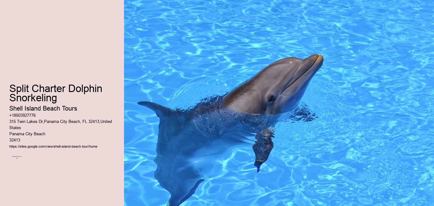 Split Charter Dolphin Snorkeling