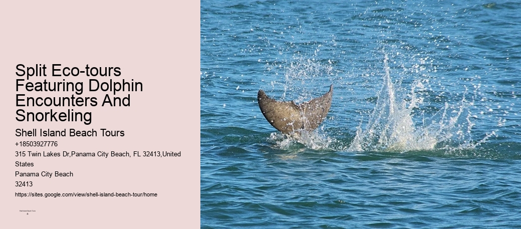 Intimate Dolphin Discovery with Snorkeling