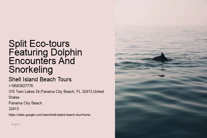 Dolphin spotting tours in Panama City Beach
