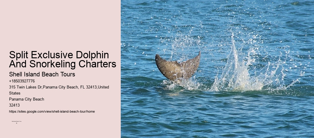 Panama City Beach Dolphin Tours & More Panama City Fl