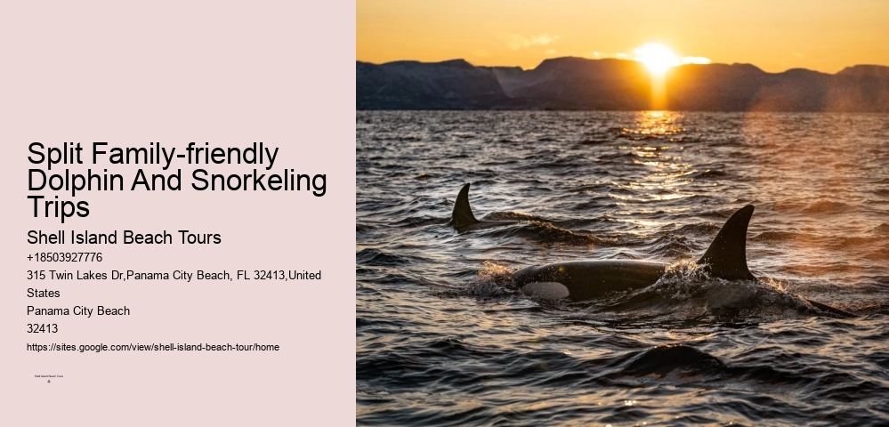 Dolphins And Snorkeling