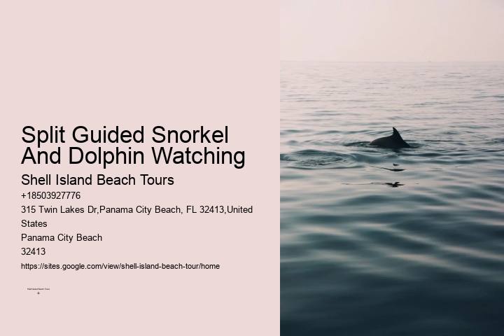 Panama City Beach dolphin viewing tours