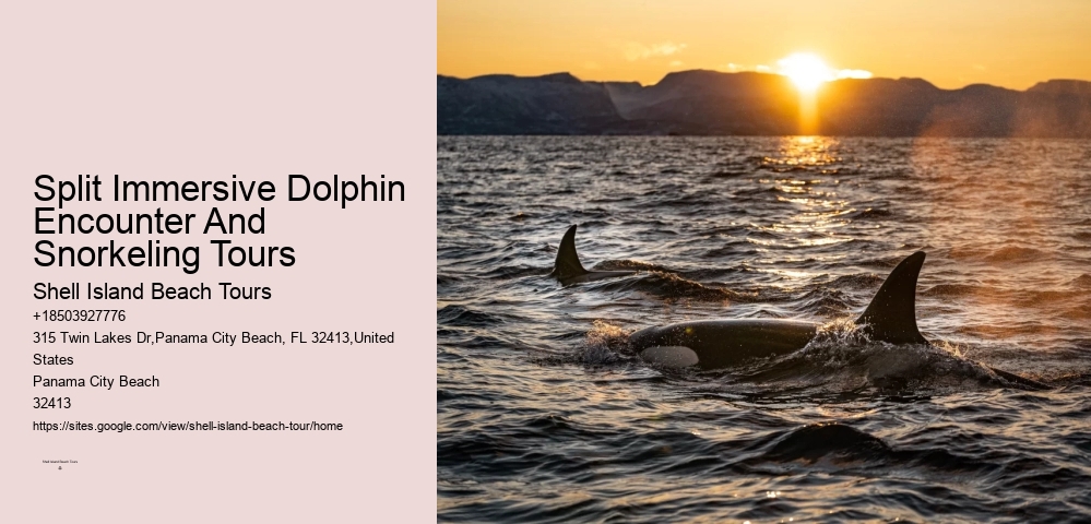 Split Private Snorkeling And Dolphin Watching Tours