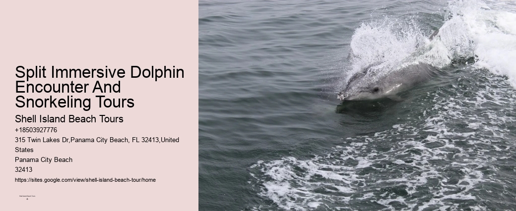 Split Dolphin And Snorkeling Eco-adventures