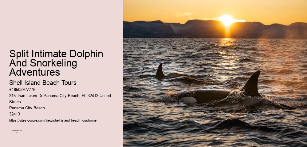 Tailored Dolphin Safari with Snorkeling