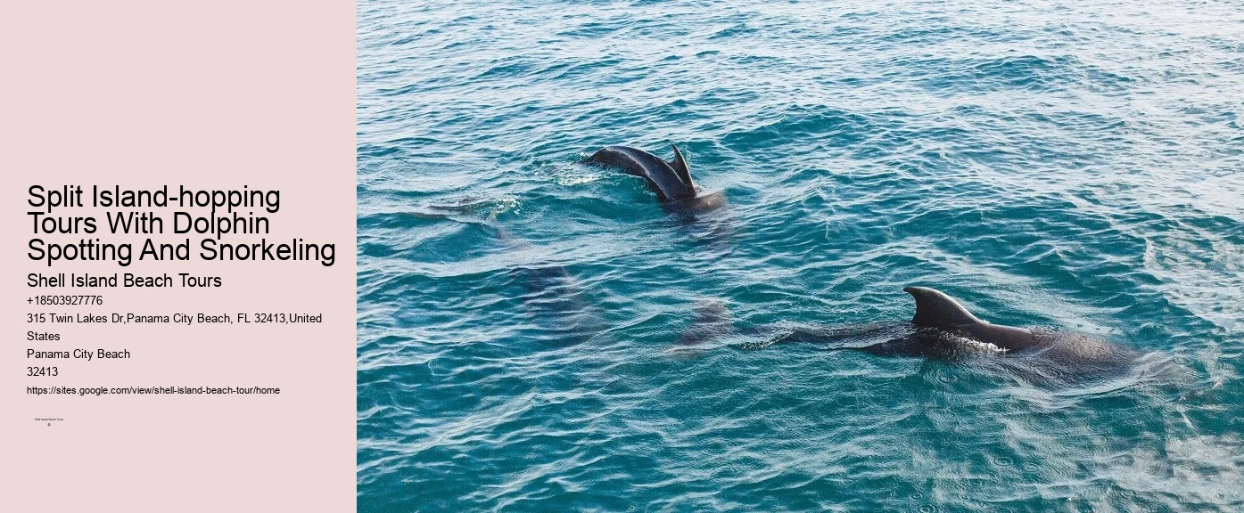 Charter Dolphin And Snorkeling Tours 2 Hours