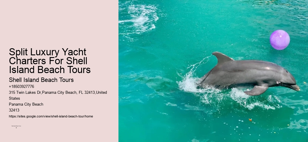 VIP Dolphin Discovery with Snorkeling