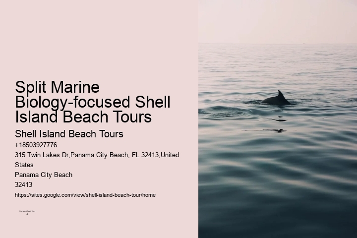 Dolphin And Snorkeling Tours Panama City Beach
