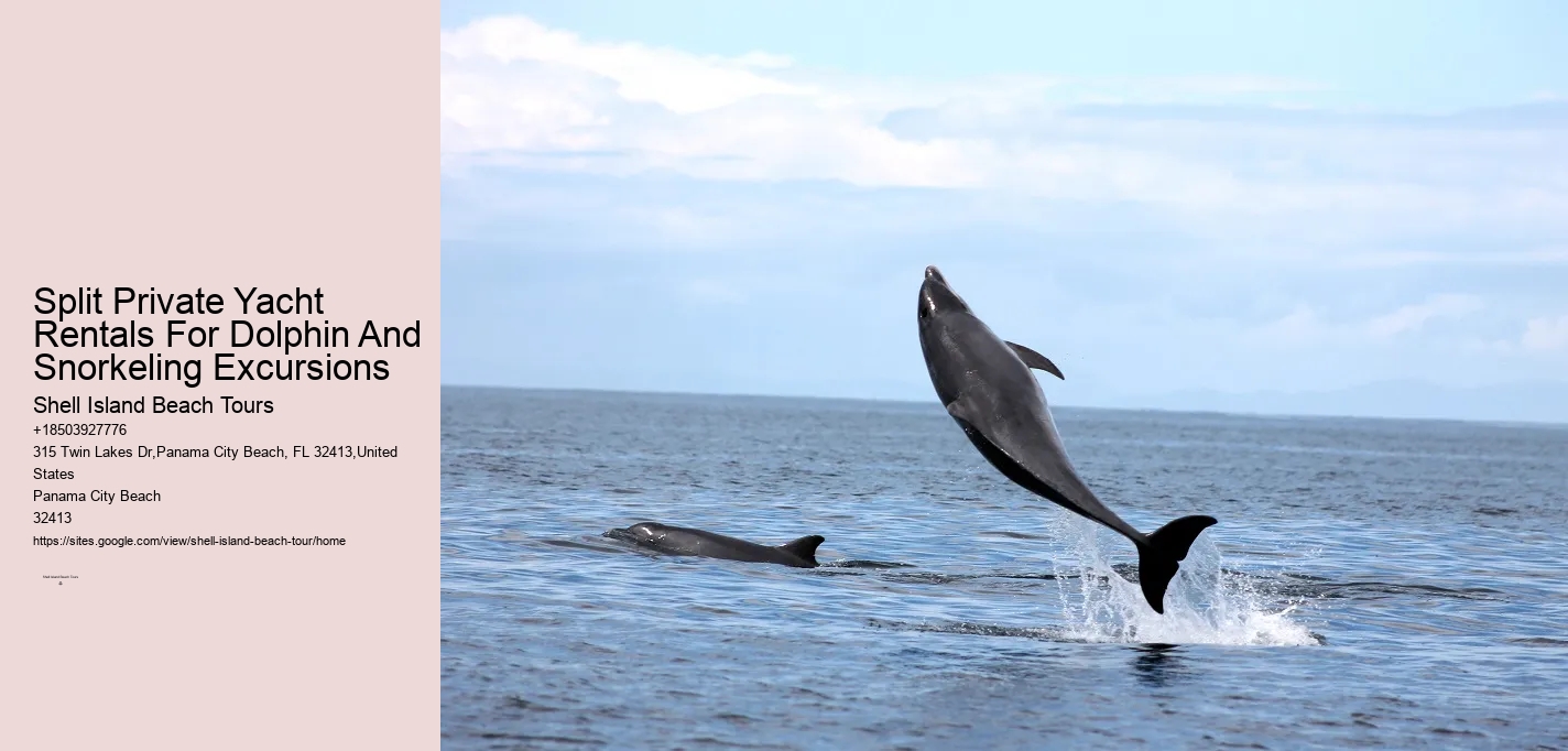 Custom Dolphin Encounter and Snorkeling Adventures