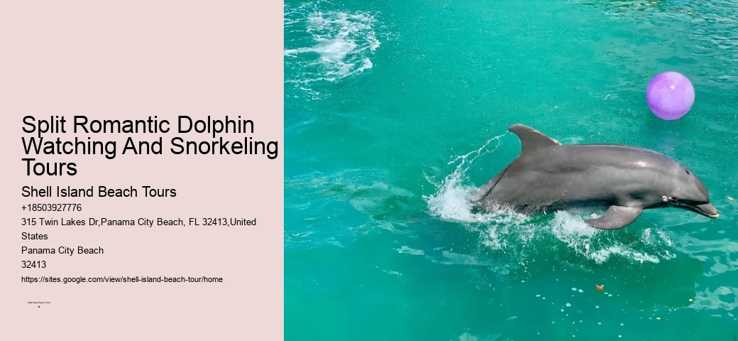 Luxury Dolphin Swim and Snorkeling Tours