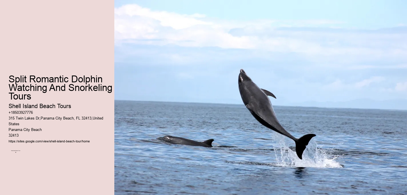 What Does Dolphin 3 6 Mean