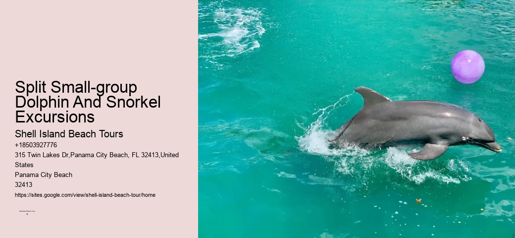 Beach Dolphin Tours