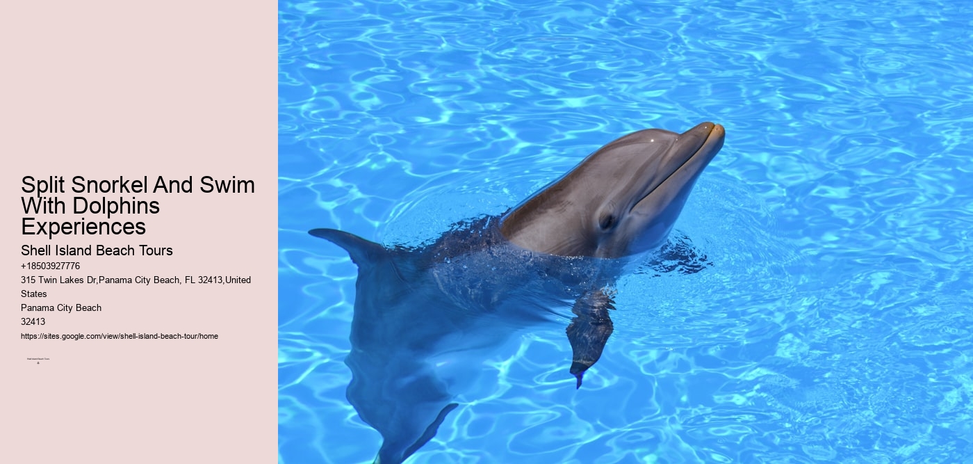 Split Snorkel And Swim With Dolphins Experiences