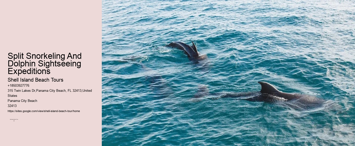 Premium Dolphin Expedition with Snorkeling