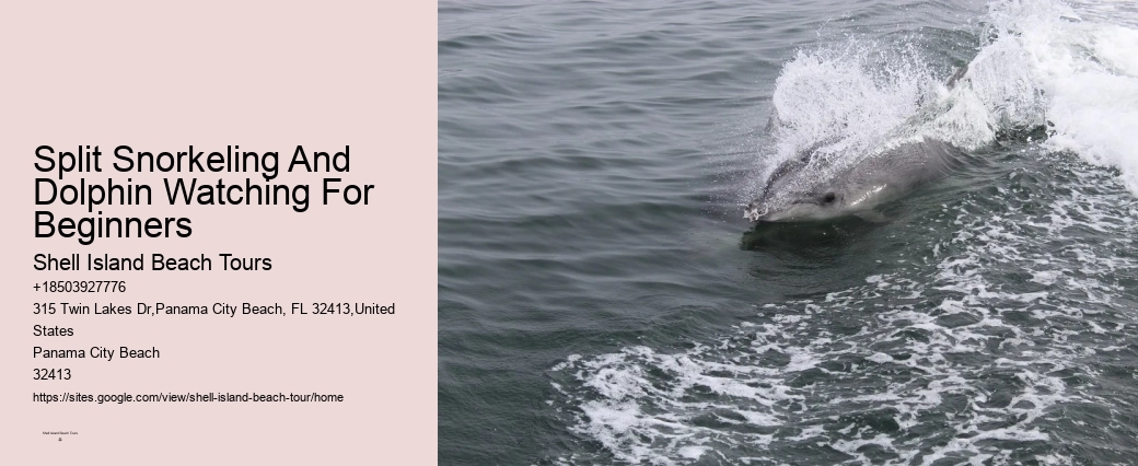 Can Dolphins Sense Human Pregnancy