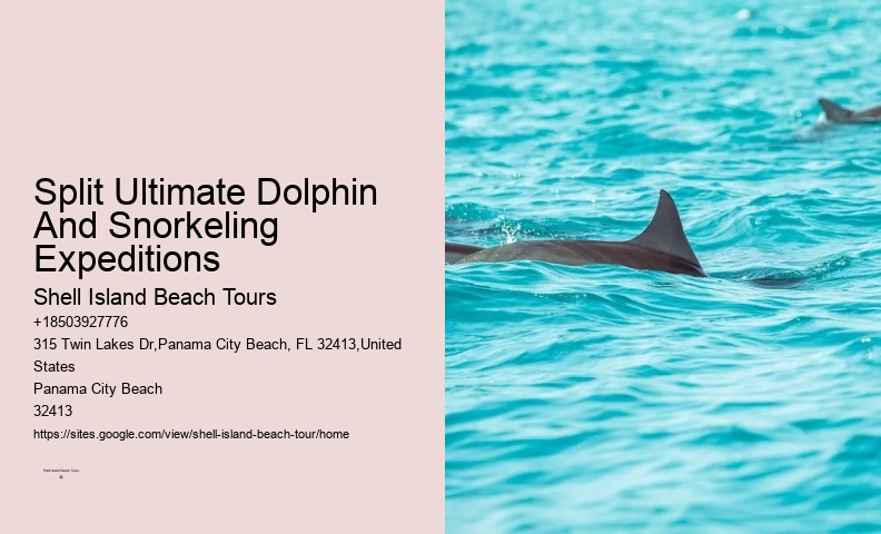 Dolphin exploration experiences in Panama City Beach