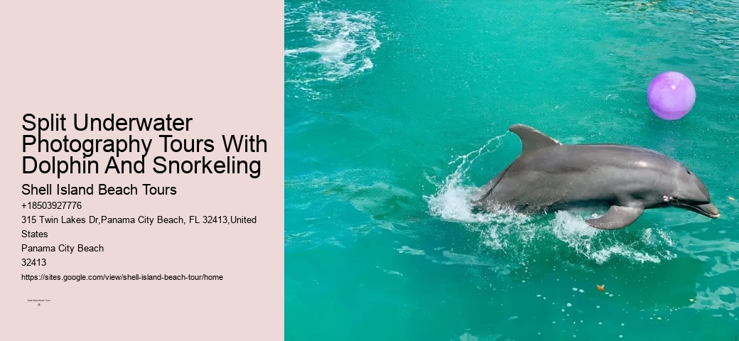 Panama City Beach dolphin adventure tours
