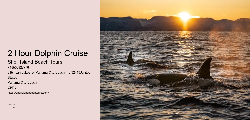 Split Expert-guided Snorkeling And Dolphin Adventures