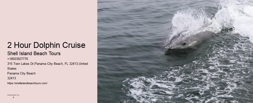 What Time Of Day Is Best For Dolphin Encounter