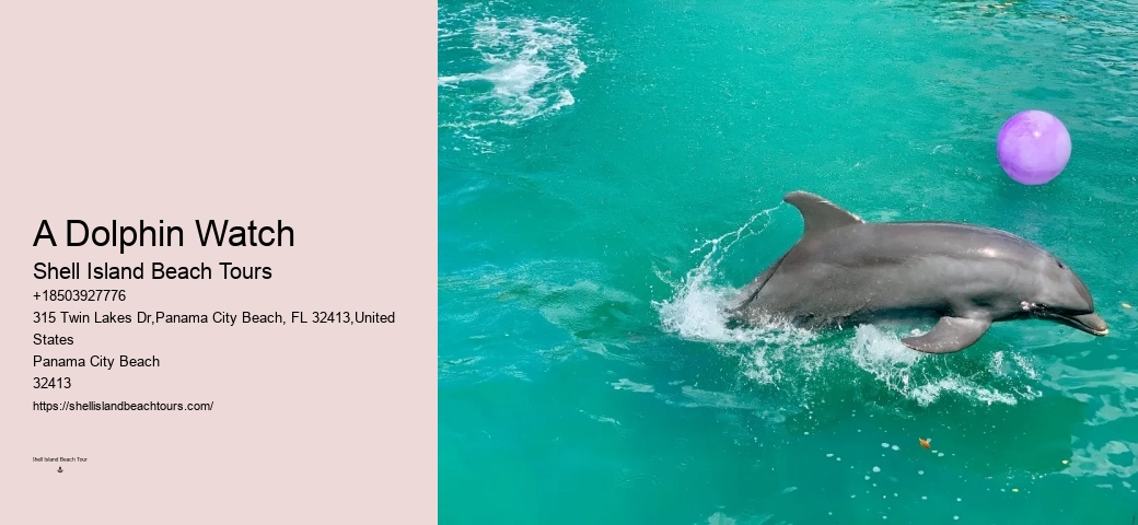 Beach Dolphin Tours