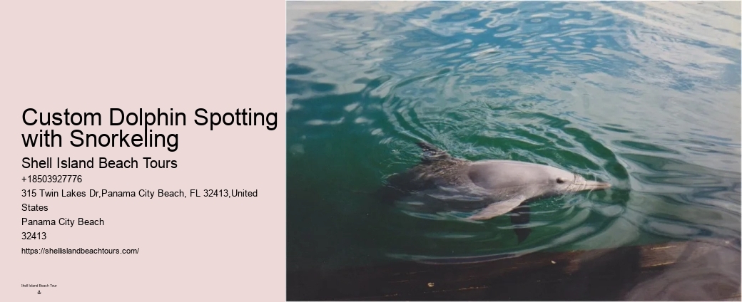 Bespoke Dolphin Safari and Snorkeling Trips