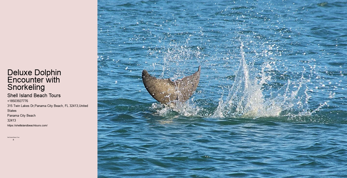 Deluxe Dolphin Expedition with Snorkeling