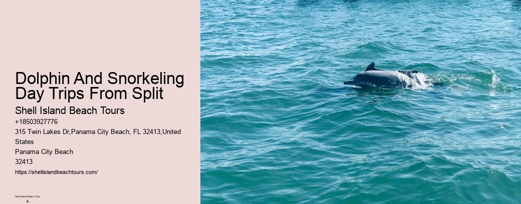 Dolphin And Snorkeling Day Trips From Split